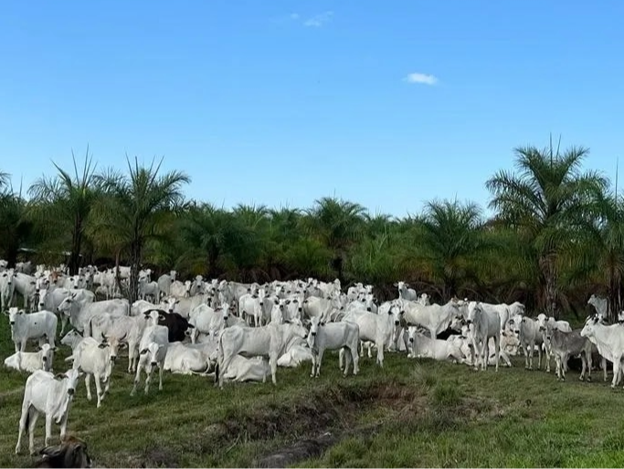 Jornada da macaúba