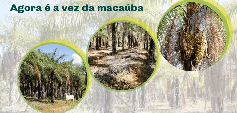 macaúba árvore nativa